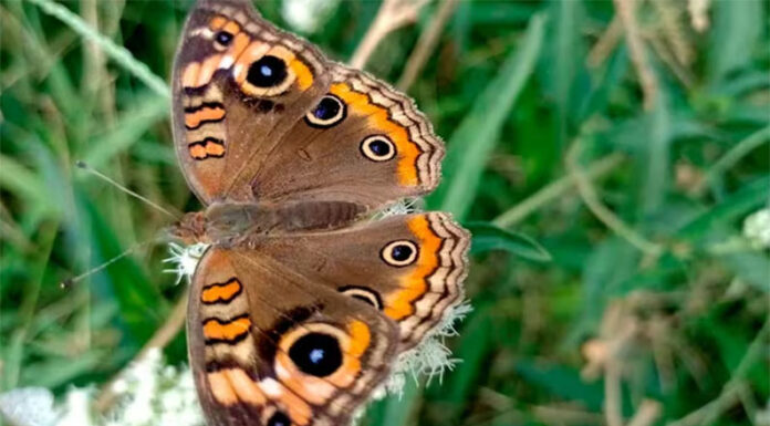 Por qué el AMBA se llenó con millones de mariposas “cuatro ojos”