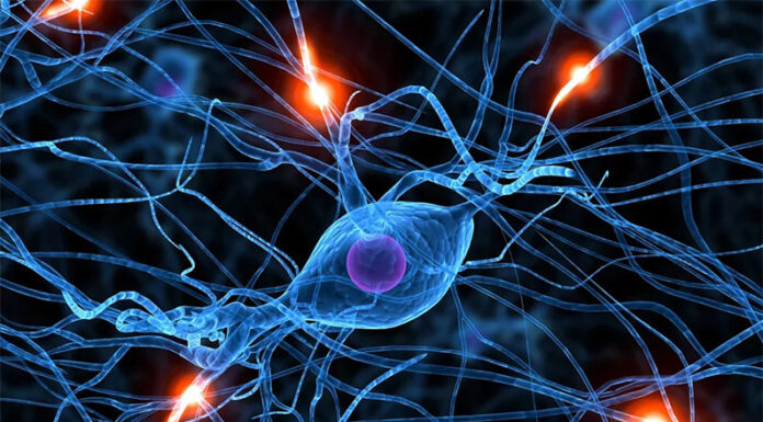 SALUD: Un exceso en el cerebro que complica