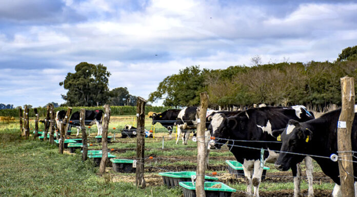 SLT-FAUBA: Con dietas a base de soja, las vacas lecheras la pasan mejor