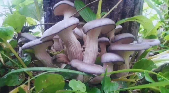 El INTA impulsa la producción agroecológica de hongos comestibles y medicinales