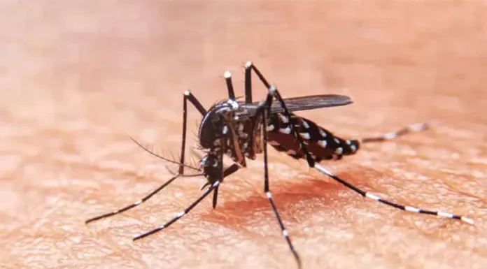 Cuatro claves sobre el dengue: qué tener en cuenta para los meses más calurosos del año