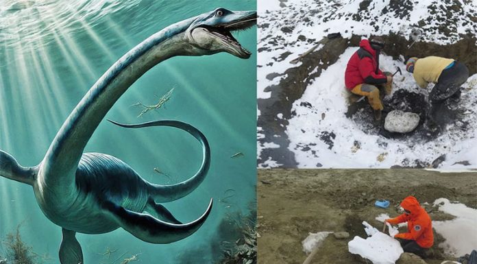 Encuentran en la Antártida argentina un plesiosaurio de unos 75 millones de años