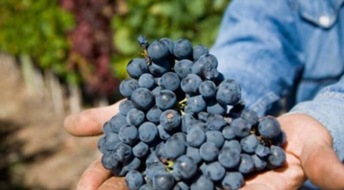 Científicos argentinos descifraron el genoma del Malbec: iniciativa privada y académica con gran proyección