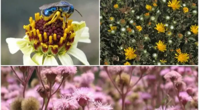 Investigadores del Conicet hallaron extractos vegetales que inhiben la infección por el virus del dengue