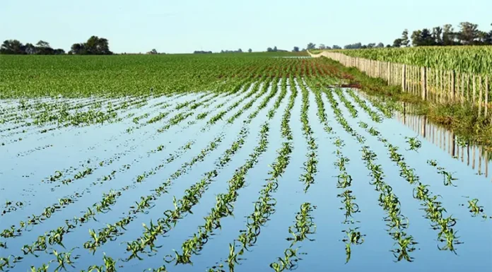 CULTIVOS DE INVIERNO: Oro para trigo, plata para cebada y colza, y cobre para arveja