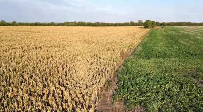 Clima extremo: en 2024 termina “El Niño”, volvería “La Niña” y ¿puede haber una nueva sequía?