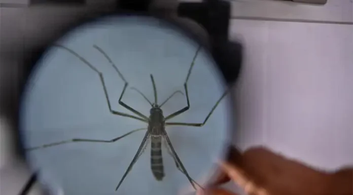 Con el “veranito de San Juan”, volvieron los mosquitos: cuál es el riesgo de dengue