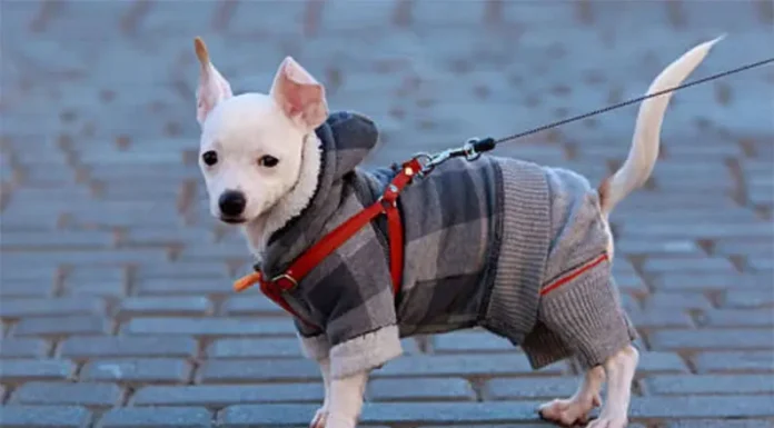 CUIDADOS ADICIONALES: El frío y los animales de compañía