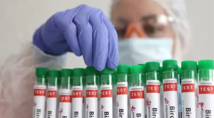 Gripe aviar en humanos: variantes, contagio y síntomas