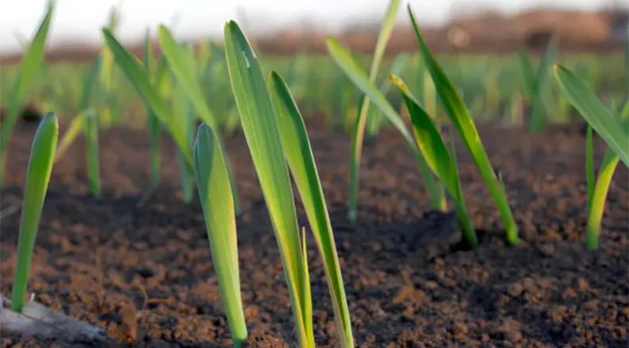 Un invierno seco y frío para el inicio de la campaña fina