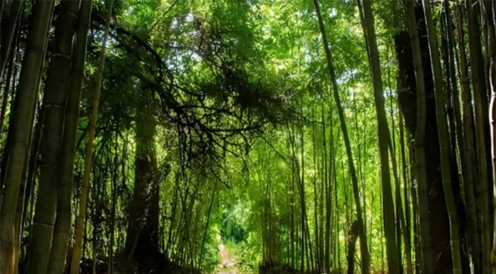 Salud y alimentos: Extraen valiosos antioxidantes del bambú