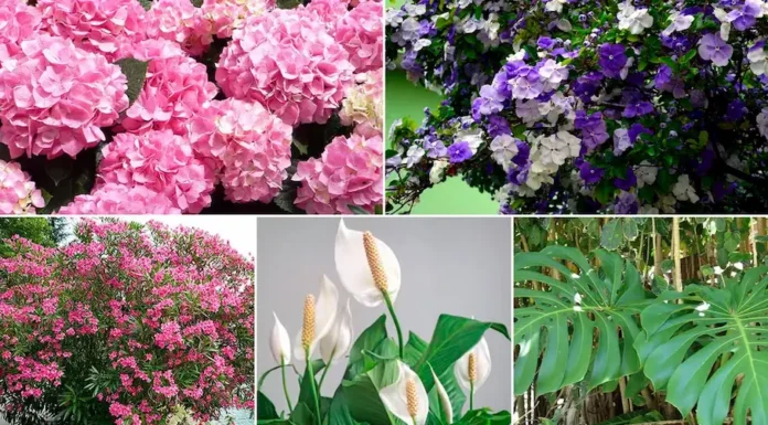 Cuáles son las plantas más hermosas y peligrosas que podrías tener en tu casa