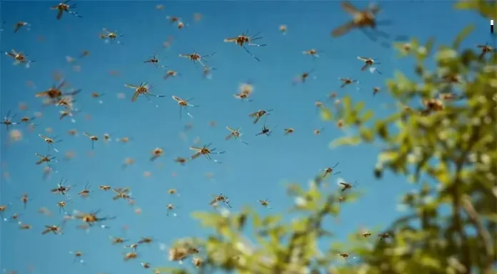 Cuál es el árbol que ahuyenta a los mosquitos y puede actuar como un repelente natural en el jardín