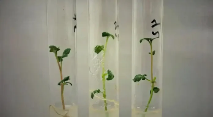 El INTA Balcarce avanza en la investigación de una papa que optimiza el uso del agua