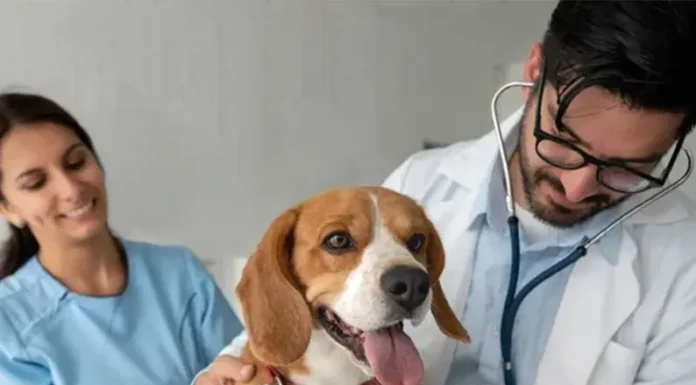 Día del Veterinario: factor clave en el equilibrio de la salud pública
