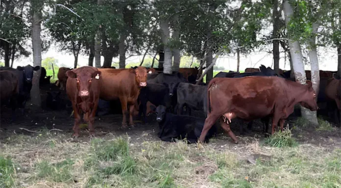 Sello de Bienestar Animal: un sello de la FAUBA marca la diferencia