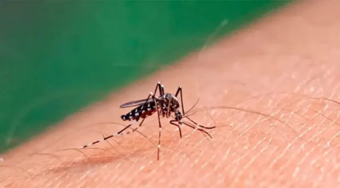 Dengue: aún no hay brotes en la provincia, pero crecen los casos en estudio