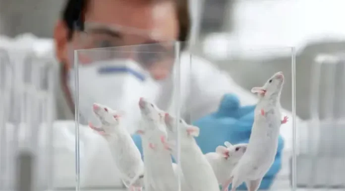 Un increíble experimento logró hacer transparente la piel en ratones: qué usos médicos podría tener el método