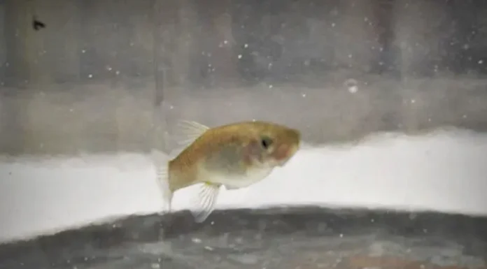 La madrecita de agua: un pez autóctono que permite detectar contaminación ambiental