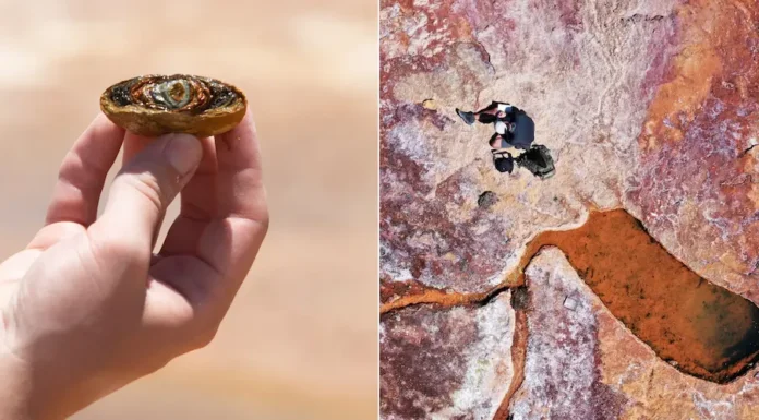 Bayer y la Innovación Social: la empresa de Zárate informó sobre su Compromiso con el Impacto Positivo