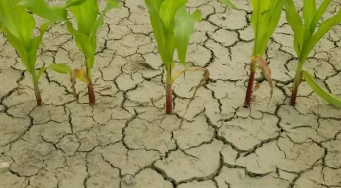 La primavera viene de la mano de “La Niña”, que traerá sequías y bajas temperaturas
