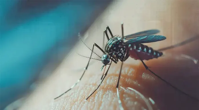 Altas temperaturas, lluvias y dengue: cómo el clima podría impulsar el aumento de casos en Argentina