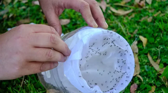 La CNEA anuncia la liberación de mosquitos estériles para combatir el dengue en un municipio bonaerense