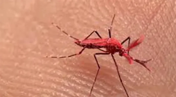 Crearon mosquitos rojos para combatir el dengue en Mendoza y recomiendan no matarlos