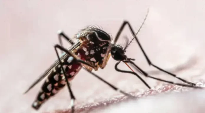 Dengue: el hallazgo sobre las hembras de los mosquitos que puede impactar en la transmisión del virus