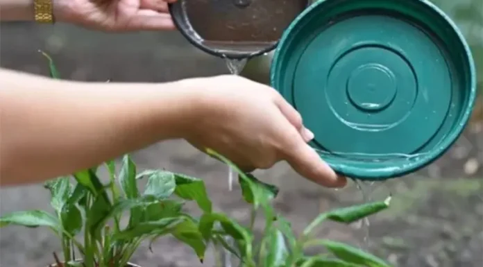 Prevención del dengue: tras las lluvias, es imprescindible limpiar patios, balcones y canaletas