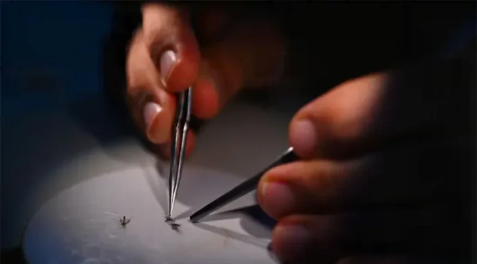 Por el cambio climático, detectaron un fenómeno inusual en los mosquitos que transmiten el dengue en Argentina