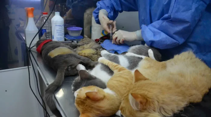 En Zárate, esta semana continúa ejecutándose el programa municipal de castraciones gratuitas.