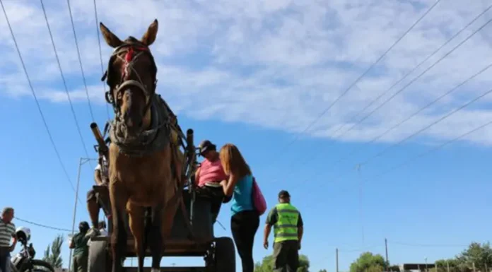 Legislatura: buscan prohibir la tracción a sangre para el transporte y la recolección en las ciudades