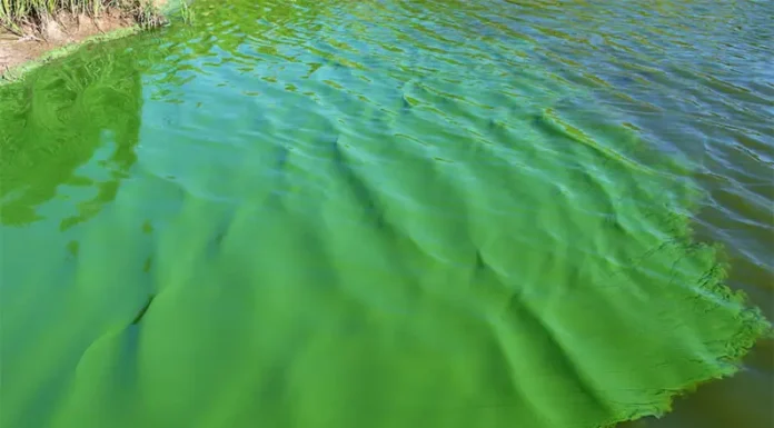 Cianobacterias en verano: cómo el aumento de temperaturas favorece las floraciones tóxicas y cuáles son sus riesgos