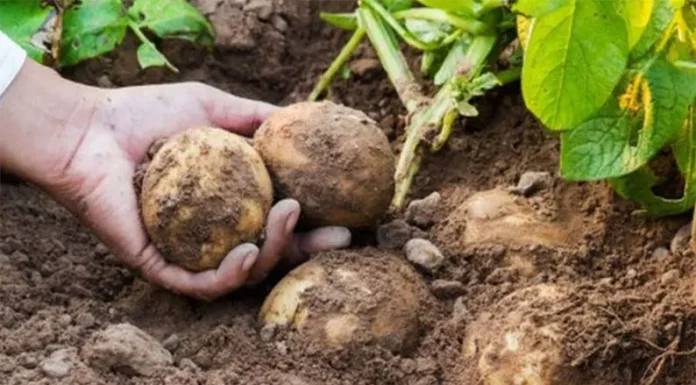 Producción de papa agroecológica: una tortilla más sana desarrollada por el INTA