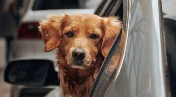 Vacaciones en el exterior con animales de compañía: cambios en el Senasa por la alta demanda