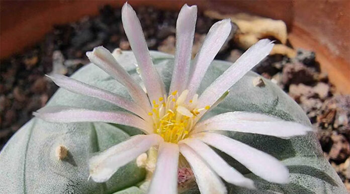 Gracias a la biotecnología logran reproducir un componente natural que puede ser clave para terapias de salud mental