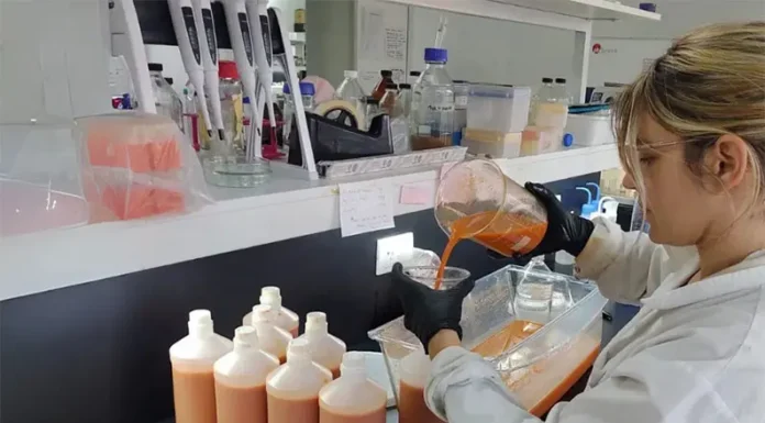 Prebióticos a partir de zanahorias descartadas: innovación para la salud y el ambiente