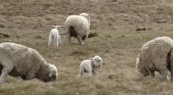 Patagonia: logran recuperar pastizales con pastoreo rotativo