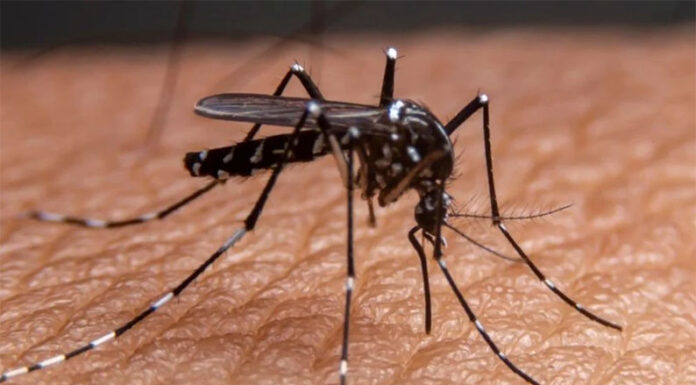 Investigadores del Conicet descubren un compuesto natural contra el dengue