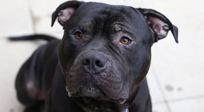 Qué razas de perro estarán prohibidas alrededor del mundo en 2025