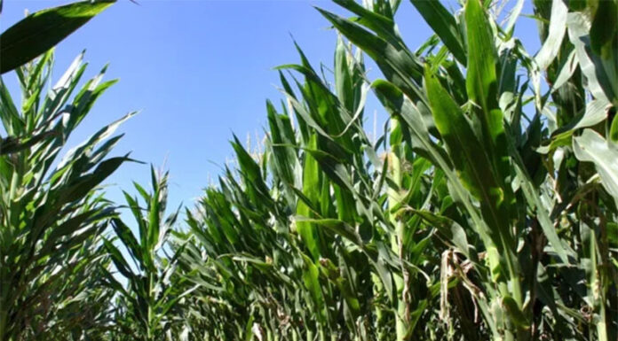 La falta de lluvias desde mitad de diciembre complica el maíz y la soja del noroeste bonaerense