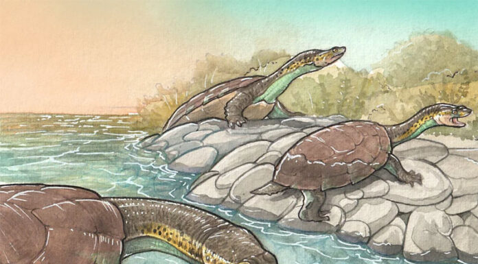 Descubren fósiles de una tortuga con cabeza chata que vivía entre los dinosaurios