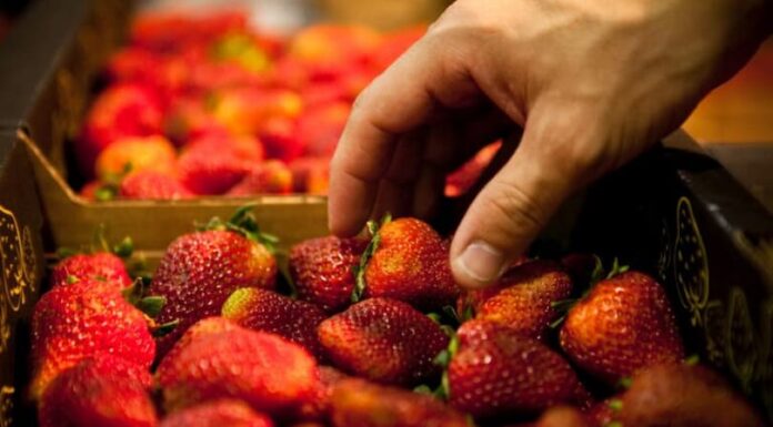 El Gobierno eliminó restricciones para la exportación e importación de alimentos