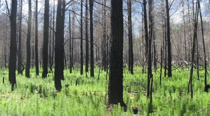 Incendios: advierten sobre el impacto de las especies invasoras y el cambio climático en la regeneración de los ecosistemas