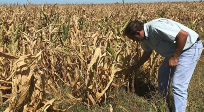 Inmobiliario Rural: el campo pagará menos impuestos este año