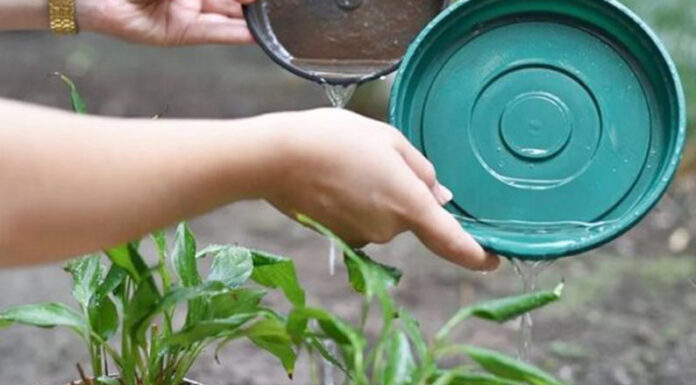 El Ministerio de Salud bonaerense usa IA para controlar y supervisar los brotes de dengue