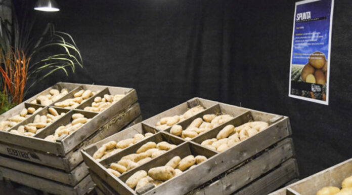 Papas y aceitunas, protagonistas de dos fiestas icónicas en la provincia de Buenos Aires