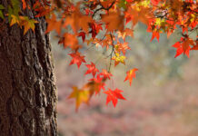 Efecto otoño: ¿qué le pasa al cuerpo cuando los días empiezan a acortarse?