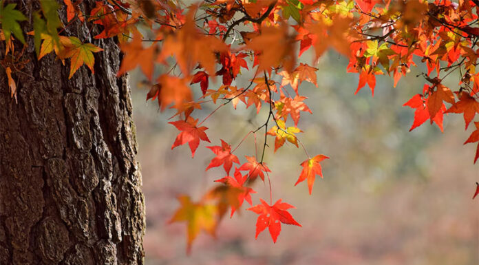 Cómo estará el tiempo hasta el fin del otoño en Argentina y en qué zonas podría hacer más calor de lo habitual